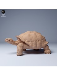 Tortuga gigante de las Galápagos caminando