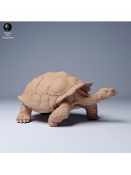 Tortuga gigante de las Galápagos caminando