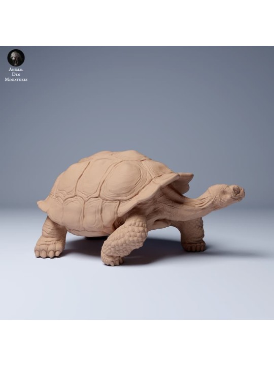 Tortuga gigante de las Galápagos caminando