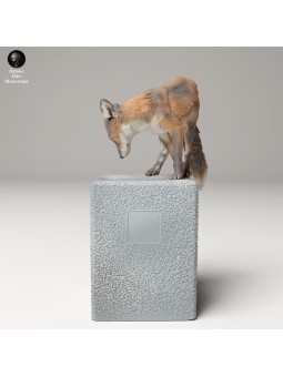 Zorro rojo en basura