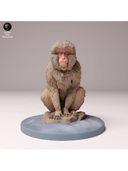Snow monkey sitting
