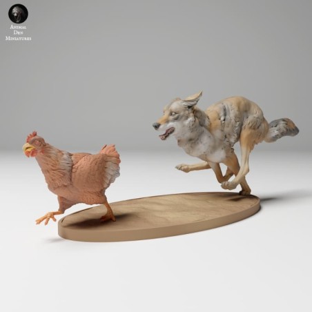 Coyote cazando gallina