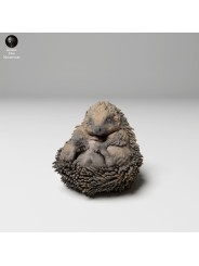 Hedgehog on his back