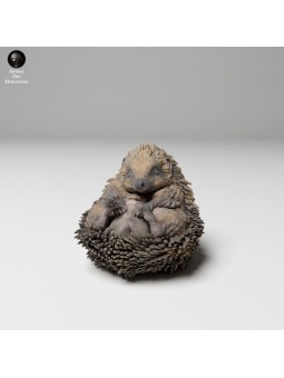 Hedgehog on his back