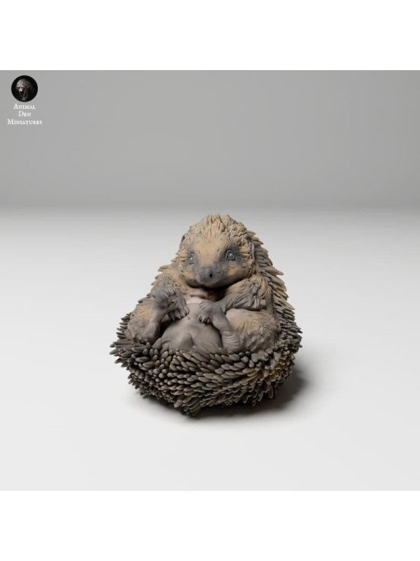 Hedgehog on his back