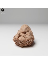 Hedgehog on his back