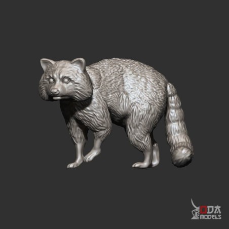 Raccoon