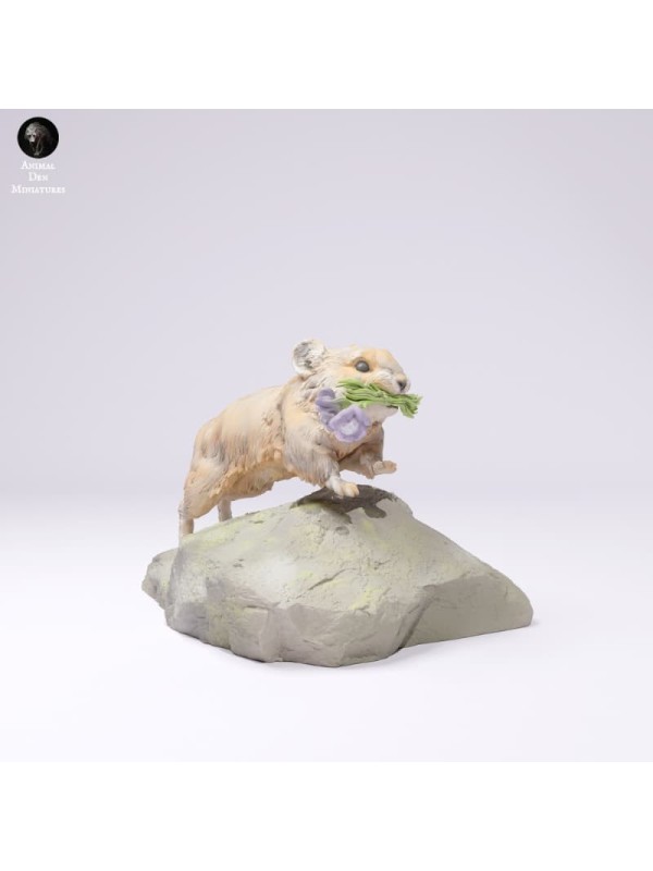 American pika running