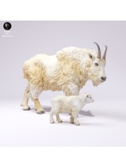 Cabra de las montañas rocosas hembra y cría