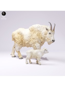 Cabra de las montañas rocosas hembra y cría