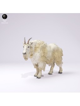 Cabra macho de las montañas rocosas