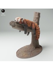 Red panda in tree