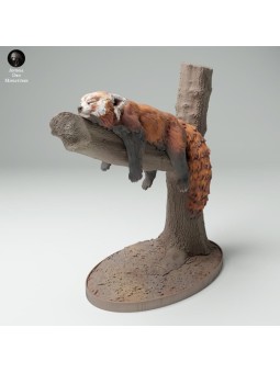 Red panda in tree