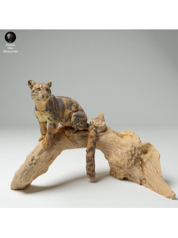 Leopardo nublado en árbol