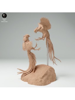 Faisanes dorados luchando