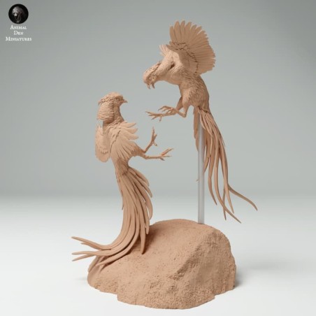 Golden Pheasants Fighting