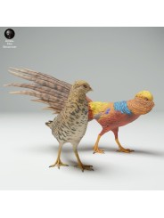 Courtship of golden pheasants