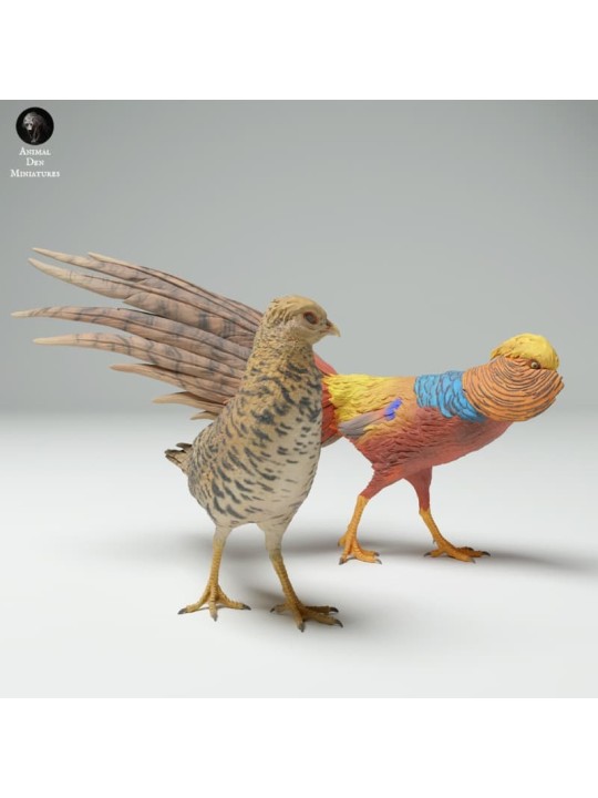 Courtship of golden pheasants