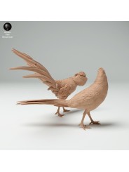 Courtship of golden pheasants