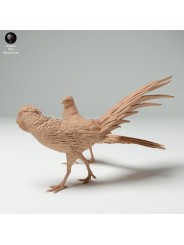 Courtship of golden pheasants