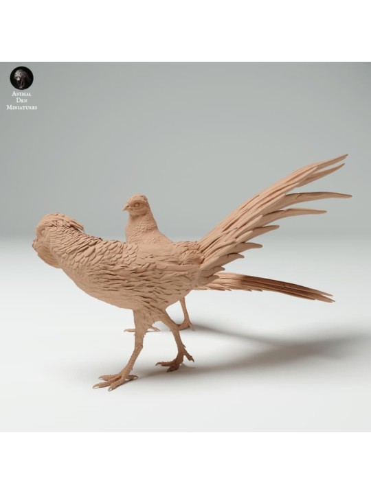 Courtship of golden pheasants