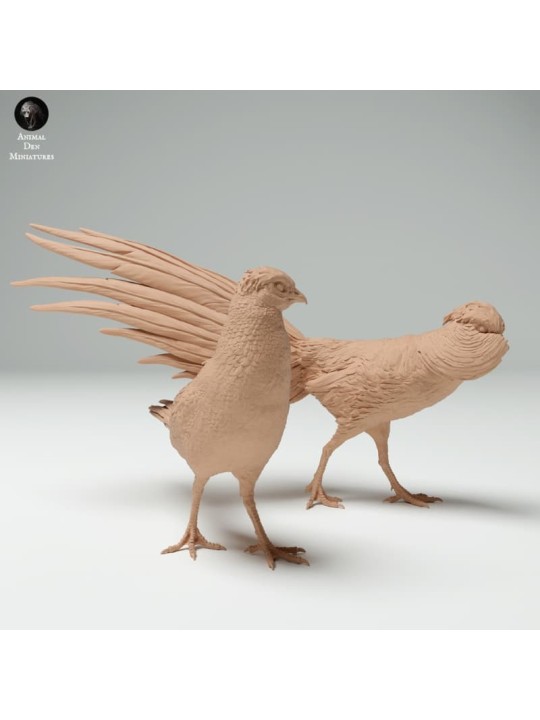 Courtship of golden pheasants