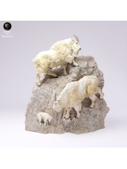 Rocky Mountain Goats on Cliff