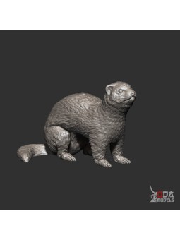 Ferret