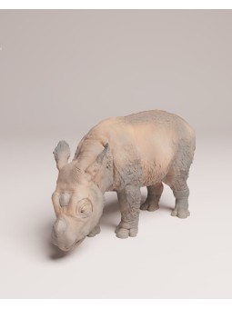 Sumatran rhino calf