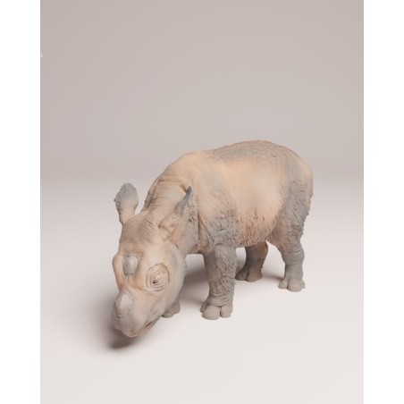 Sumatran rhino calf