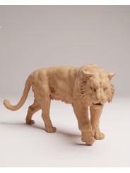 Tigre de sumatra caminando