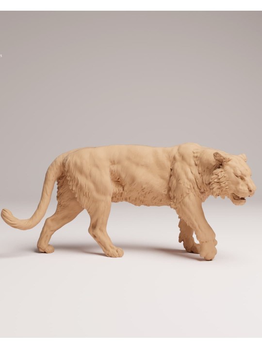 Tigre de sumatra caminando