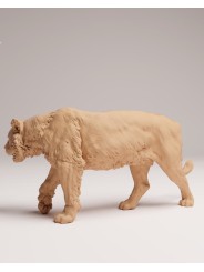 Tigre de sumatra caminando