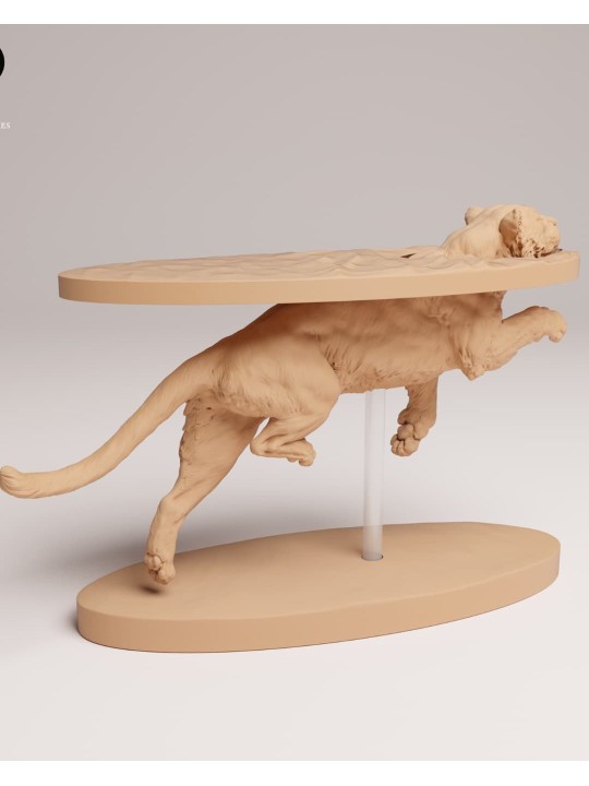 Sumatran tiger swimming