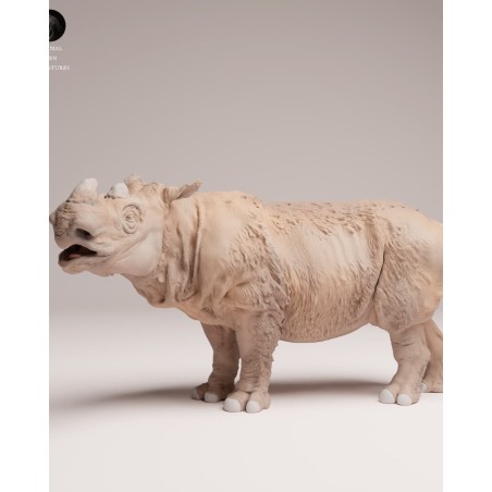 Male Sumatran rhinoceros