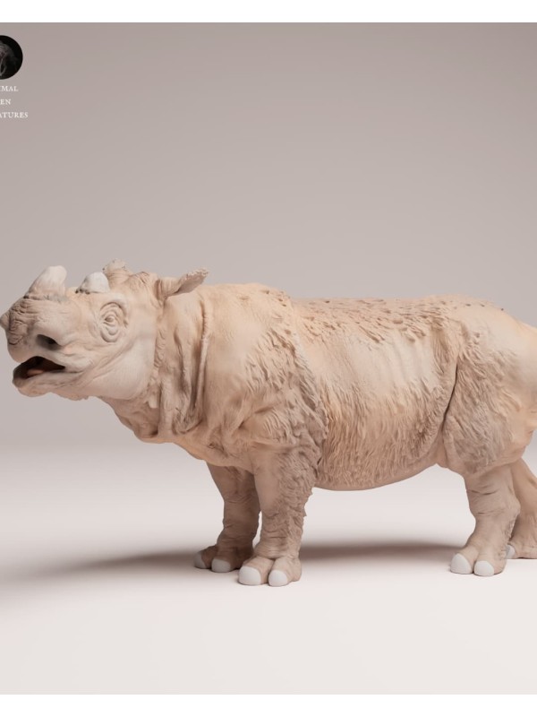 Male Sumatran rhinoceros