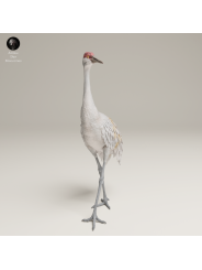 Grulla Real Americana En Resina 3D – Miniatura Realista De Fauna