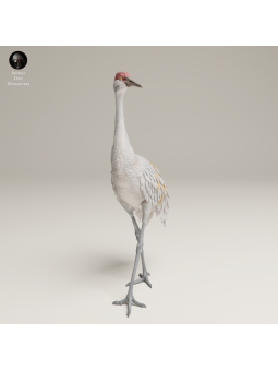 Greater Sandhill Crane In 3D Resin – Realistic Wildlife Bird Miniature