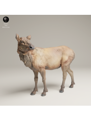 Female Elk In 3D Resin – Rocky Mountain Wildlife Miniature