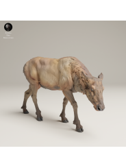 Alce Hembra Pastando En Resina 3D – Miniatura Naturalista De Fauna