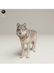 Lobo Gris En Resina 3D – Miniatura Realista De Fauna Salvaje