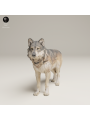 Lobo Gris En Resina 3D – Miniatura Realista De Fauna Salvaje