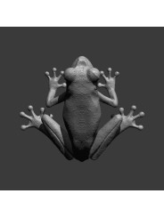 Rana De Ojos Granates – Miniatura En Resina 3D