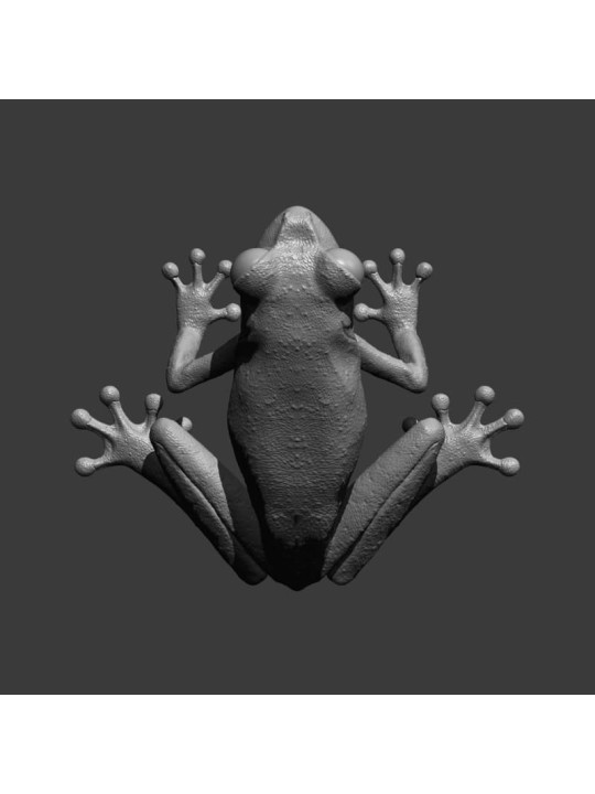 Rana De Ojos Granates – Miniatura En Resina 3D