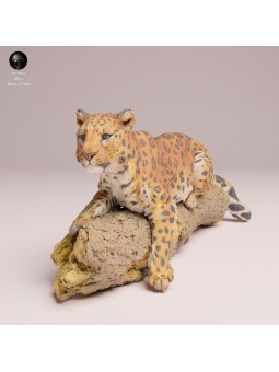 Resting Amur Leopard - Detailed Resin Miniature for Collectors