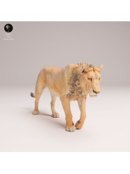 Young Male Lion Walking – African Wildlife Miniature In 3D Resin