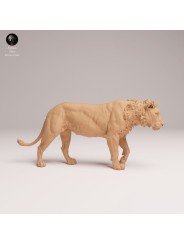 León Joven Macho Caminando – Miniatura De Fauna Africana En 3D