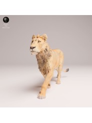 Young Male Lion Head Held High – African Wildlife Miniature In 3D Resin