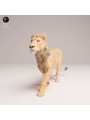Young Male Lion Head Held High – African Wildlife Miniature In 3D Resin