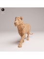 Young Male Lion Head Held High – African Wildlife Miniature In 3D Resin